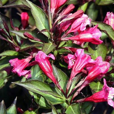 'Weigela Wine Roses' - photo by David J Stang (CC License)