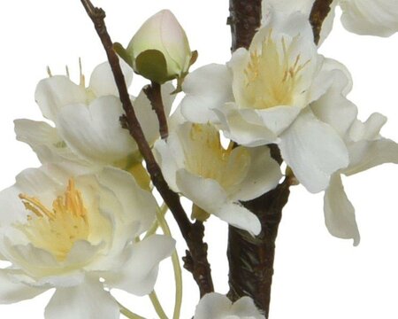 White Blossoms on stem - image 2