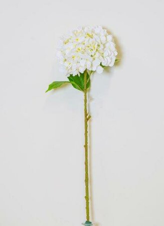 White Hydrangea -Image courtesy of Elmes