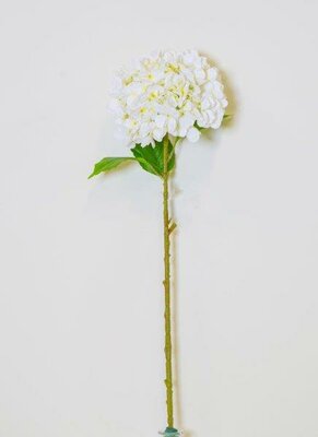 White Hydrangea -Image courtesy of Elmes