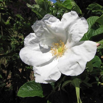 Rosa rugosa alba - Photo by 阿橋 HQ's (CC BY-SA 2.0)