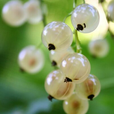 Whitecurrant 'White Versailles' - Photo by mako (CC BY-SA 2.0)