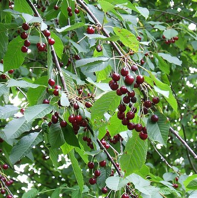Wild Cherry (Prunus avium) 80-120cm Bare Root