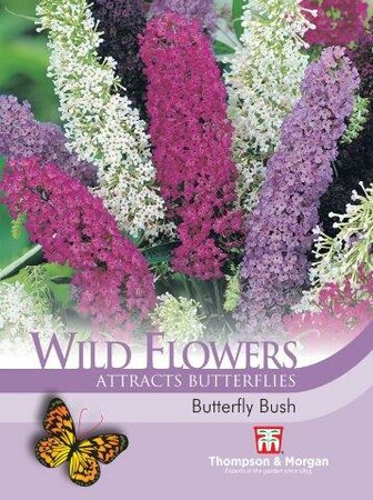Wild Flower Butterfly Bush - image 1