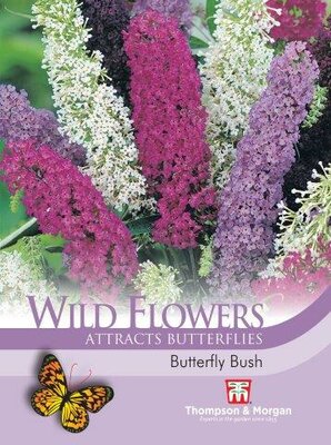 Wild Flower Butterfly Bush - image 2