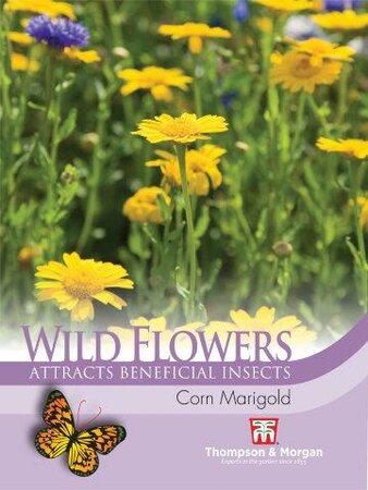 Wild Flower Corn Marigold - image 1