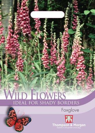 Wild Flower Foxglove - image 1