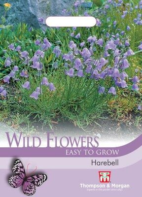 Wild Flower Harebell - image 1