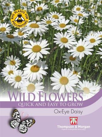 Wild Flower Ox- Eye Daisy - image 1