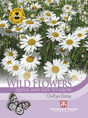 Wild Flower Ox- Eye Daisy - image 2