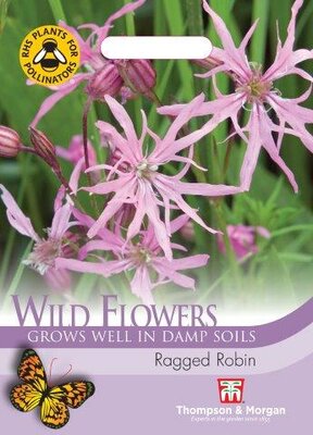 Wild Flower “Ragged Robin” - image 1