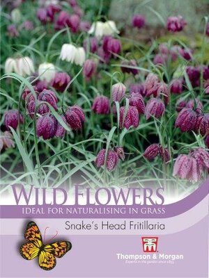 Wild Flower “Snakes Head” Fritillaria - image 1