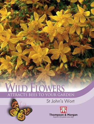 Wild Flower “St Johns Wort” - image 1
