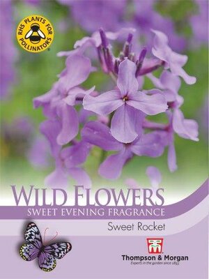 Wild Flower Sweet Rocket - image 2