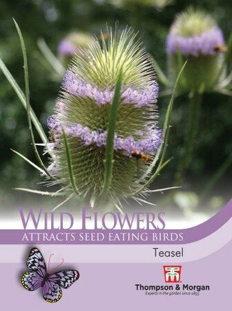 Wild Flower Teasel - image 1