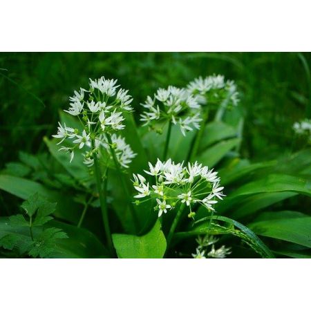 Wild Garlic (9cm pot)