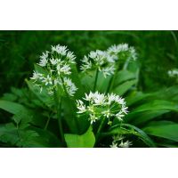 Wild Garlic