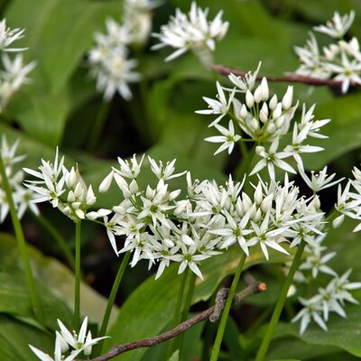 Wild Garlic (9cm pot)