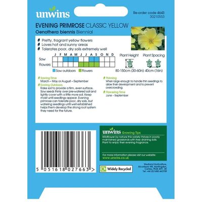 Wildflower Evening Primrose - image 2