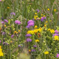 Wildflower Seeds