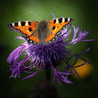 Wildlife Garden Collection