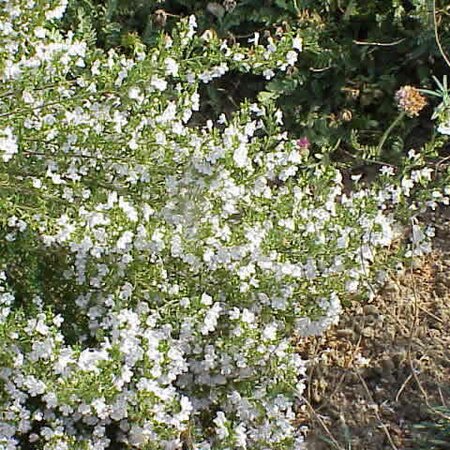 Winter Savory - Photo by Sony Mavica (CC BY-SA 3.0)