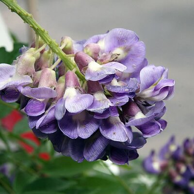 Wisteria Amethyst - Photo by David J. Stang (CC bY-SA 4.0)