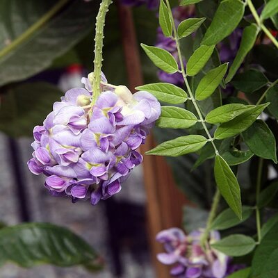 Wisteria fru. Amethyst Fall (3L pot)