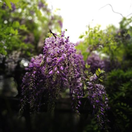 Wisteria Flor. “Black Dragon” - Image by morning0417 from Pixabay 