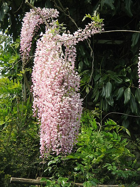 Wisteria 'Honbeni' (Rosea) - Photo by Meneerke bloem (GFDL)