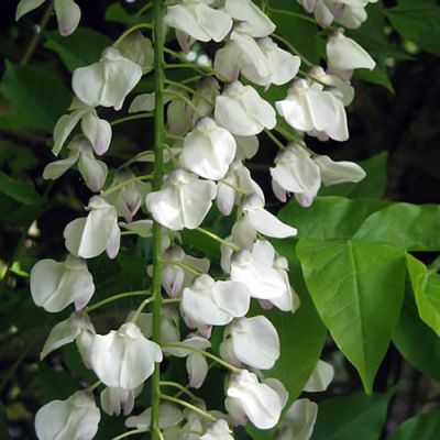 Wisteria Floribunda “Alba” - Photo by Meneerke bloem (CC BY-SA 3.0)