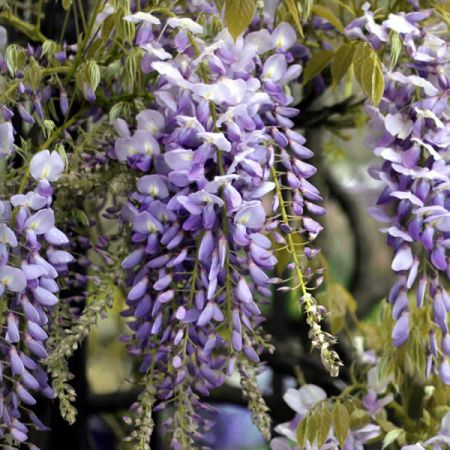 Wisteria 'Issai' (Domino) (3L pot)