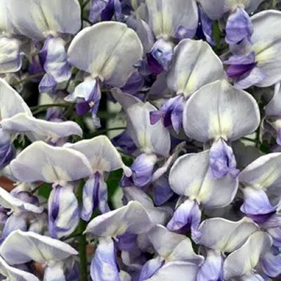 Wisteria 'Lavender Lace' - Image courtesy of PictureThis (CC BY-SA 4.0)