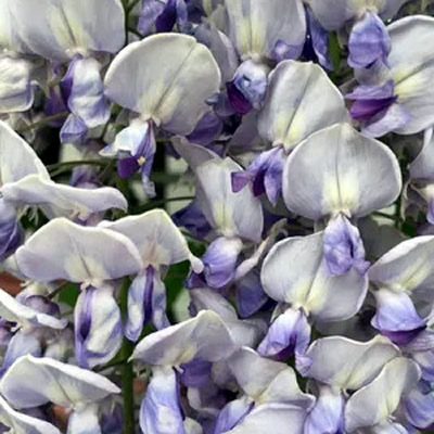 Wisteria 'Lavender Lace' - Image courtesy of PictureThis (CC BY-SA 4.0)