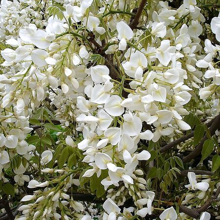 Wisteria 'Shiro Kapitan' - Photo by Jean Tosti (CC BY-SA 3.0)