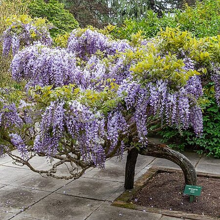 Wisteria sinensis 'Caroline' - Photo by Michal Klajban (CC BY-SA 4.0)