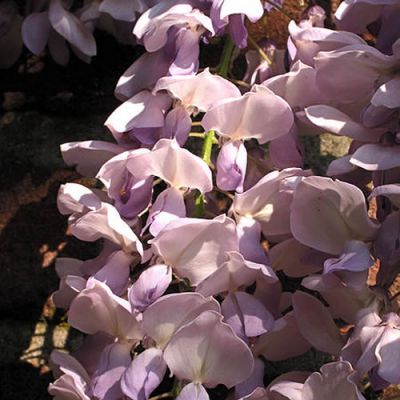 Wisteria Sinensis “Prolific” - Photo by Rasbak (CC BY-SA 3.0)