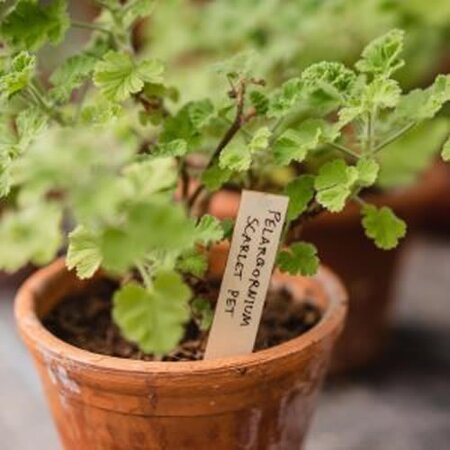 Wooden Plant Labels 6” 25pk - image 2