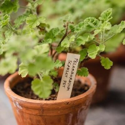 Wooden Plant Labels 6” 25pk - image 2