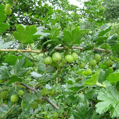 Worcesterberry (Bare Root) - Photo by Nadiatalent (CC BY-SA 4.0)