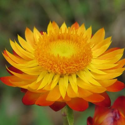 Xerochrysum  Golden - Photo by Vinayaraj (CC BY-SA 4.0)