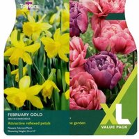 XL Bulb Packs 2 for €18