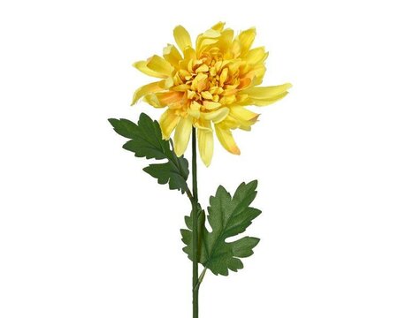 Yellow Chrysanthemum on stem with leaves