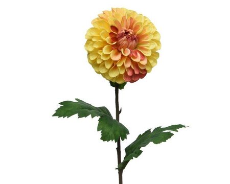 Yellow Dahlia on stem - image 1