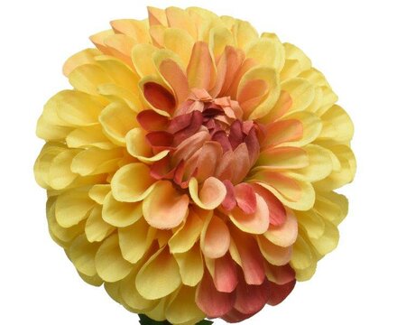 Yellow Dahlia on stem - image 2