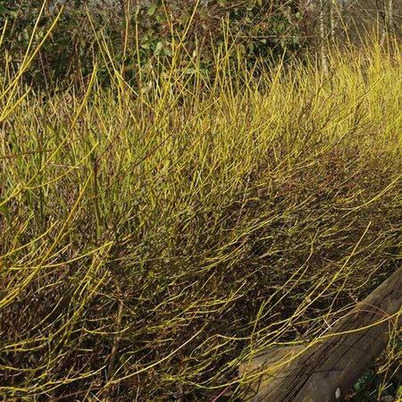 Yellow Dogwood (Cornus ‘Flaviramea’) 60-80cm Bare Root