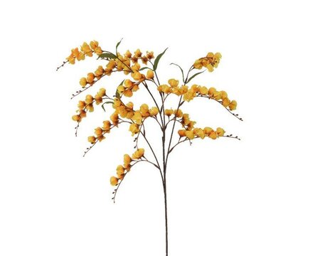 Yellow lantern flower spray on stem