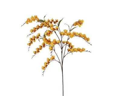 Yellow lantern flower spray on stem