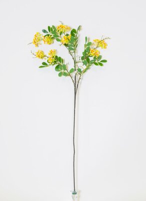 Yellow Michelia Figo Spreng Spray -Image courtesy of Elmes