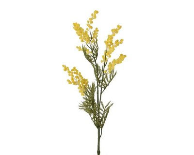 Yellow mimosa flowers on stem